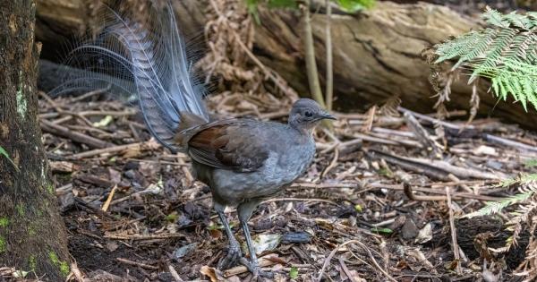 Според проучванията птицата Лира се е появила на планетата ни