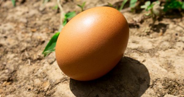 В яйце от римско време намерено преди няколко години в