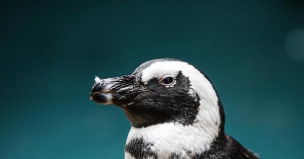 Африканските пингвини единственият местен вид пингвини в Африка са изправени