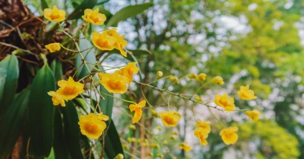 Един красив вид орхидея известен на местното население цу Tsou