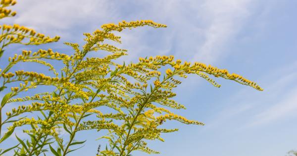 Дори и без централна нервна система някои живи същества на
