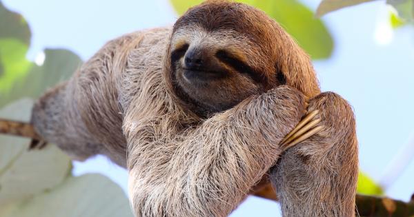 Със сигурност наградата за най бавен бозайник в света може да