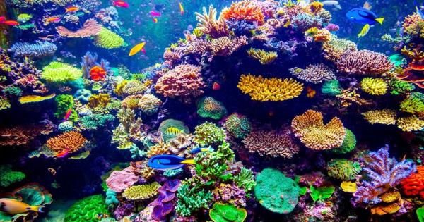 Какво е значението на кораловите рифове в екологичното равновесие на