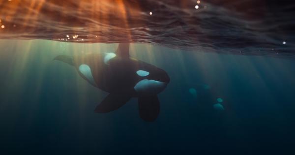 Изследователи потвърдиха първия случай на нападение на косатка срещу голяма