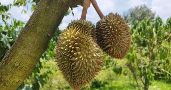 Учените установиха условията при които започва цъфтежът на дуриан известен