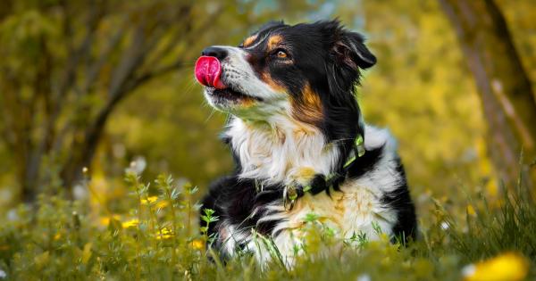 Независимо дали става въпрос за лабрадор мопс или чау чау повечето