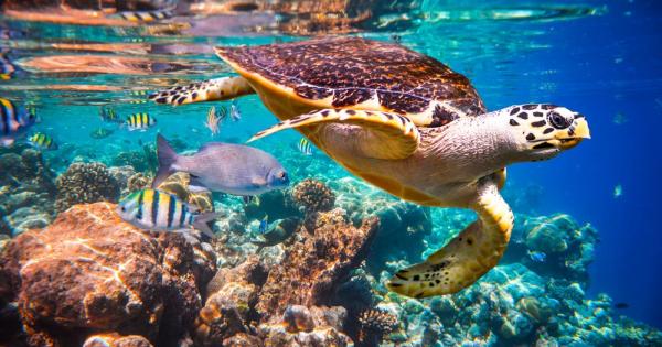 Промените в климата биха могли да унищожат почти всички коралови