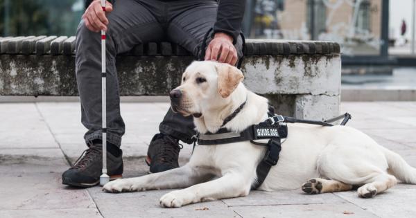 Кучетата в нашето съвремие преминават към нов еволюционен етап на