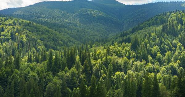 През 2023 г светът е загубил гористи зони с обща