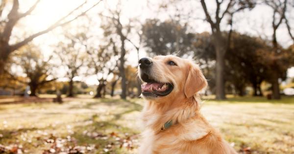 Анализът на кучешки кости открити при разкопки в Аляска показва