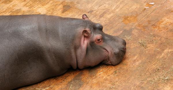 Хипопотамът е достатъчно голям и може да се грижи за
