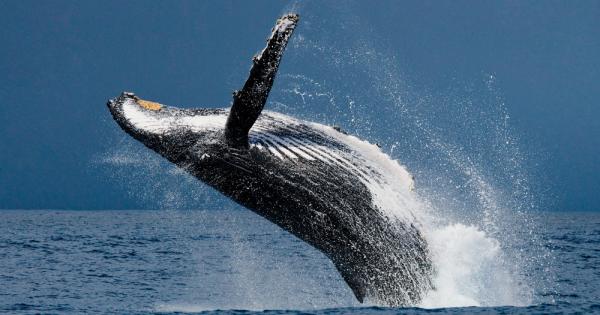Нека бъдем честни – китовете са страхотни Като най големите животни