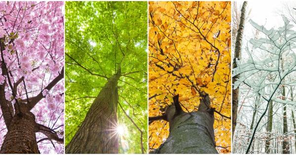 Всеки човек си има любим сезон И според психолозите сезона