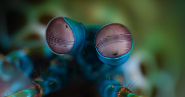 Съществуват повече от 400 вида морски богомолки по света повечето