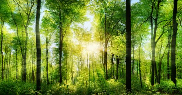 Могат ли растенията да си говорят Въобще не изглежда така