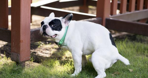 За мнозина няма нищо по дразнещо от стопанин на куче който