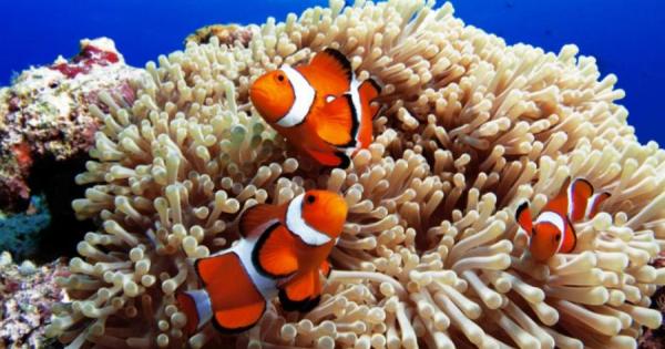 Дали златна рибка гупа или шаран – рибите са предпочитани