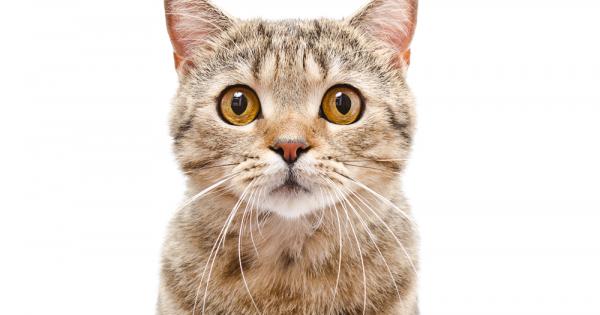 Котките са удивителни същества и в това няма защо да