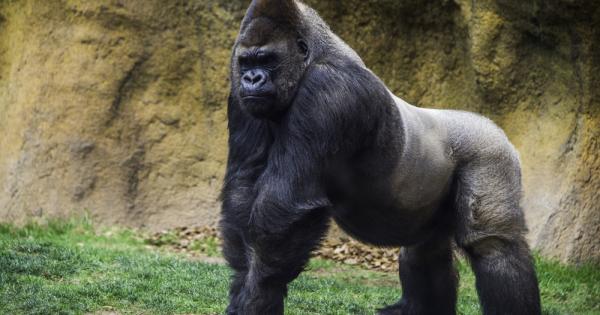 Мутация на ген ключов в ембрионалната фаза на развитие е