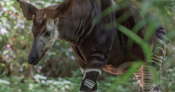 Не е лесно да се разхождаш в среда пълна с