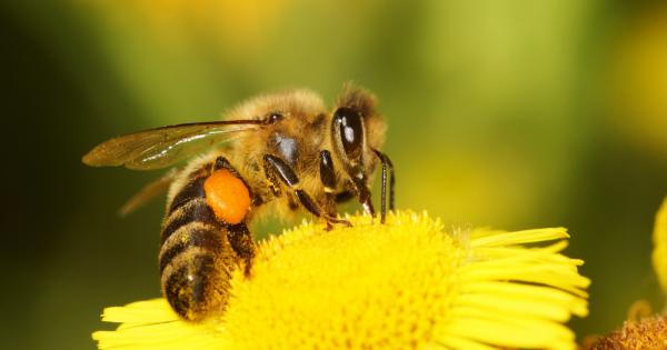 Медоносните пчели могат да различават четни и нечетни числа, установиха