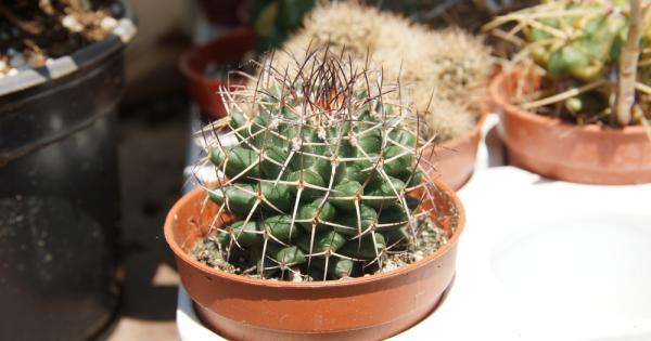 Попадането на различни видове растения в категорията на критично застрашените