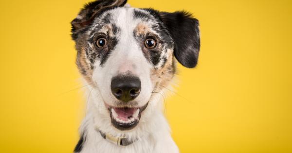 Кучетата и хората остаряват по различен начин и с различни