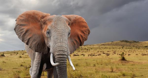 Най тежкият и най голям сухоземен бозайник на планетата официално е африканският