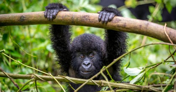 Учени за първи път доказаха че постепенното връщане на примати