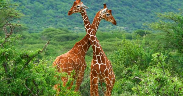 Не обичате да се храните самички Предпочитате компания Е същото