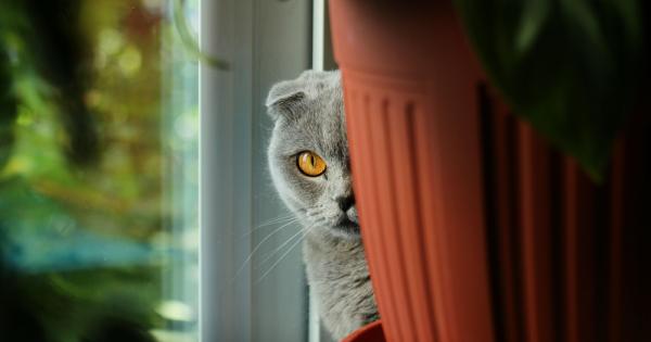 Котките са мистериозни тихи и любопитни същества Ето защо вероятно