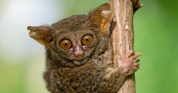 Генетичното разнообразие и еволюционната история на приматите групата която