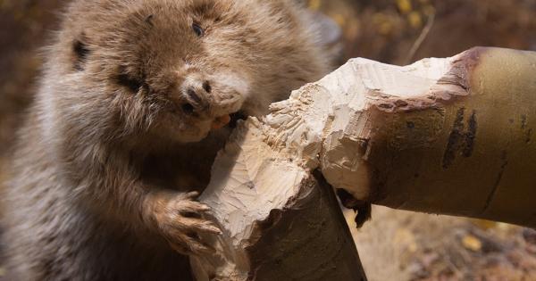 Бобрите Castor са род водолюбиви гризачи от семейство Боброви Castoridae