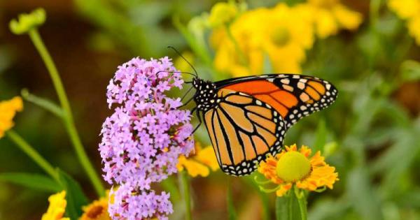 Колумбия е страната с най голямото разнообразие от пеперуди в света