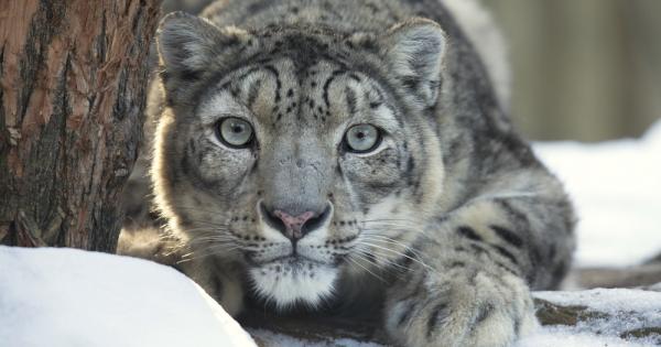 Ако пред вас зейне огромен ров вероятно ще се опитате
