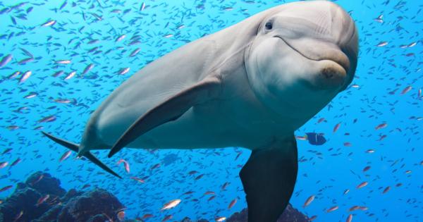 Рибарска общност в Южна Бразилия има необичаен съюзник в занаята