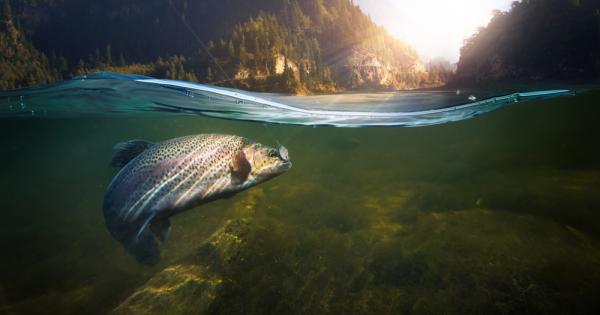 Теглото на рибите намалява заради глобалното затопляне съобщи Ем Ес