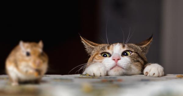 Знаете ли, че мишките разпознават котките по миризма на урината