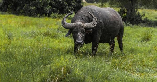 Домашният бивол или воден бивол Bubalus bubalis е вид говедо