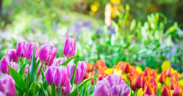 Ново изследване показва че цветята са с по слаб аромат когато