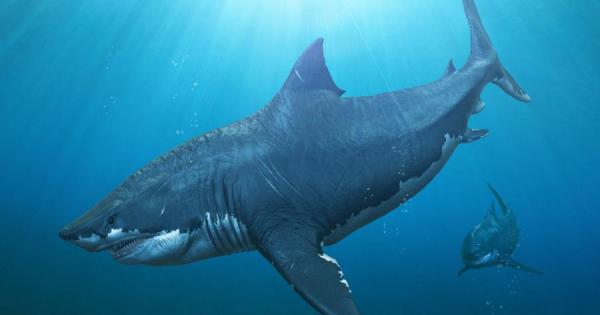 Най големите акули които някога са бродели океаните са отглеждали малките