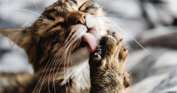 Животните си ближат раните някои хора наплюнчват ожуленото си коляно