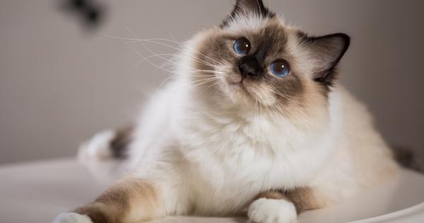 Котките са удивителни същества и в това няма защо да