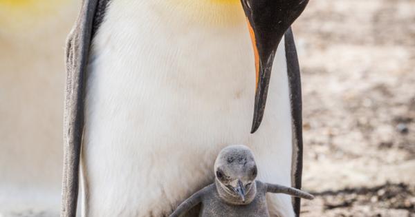 Изумителни същества са пингвините Знаете ли че Императорският пингвин обитава