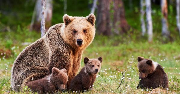 Природозащитната организация WWF започва дарителска кампания посветена на кафявите мечки