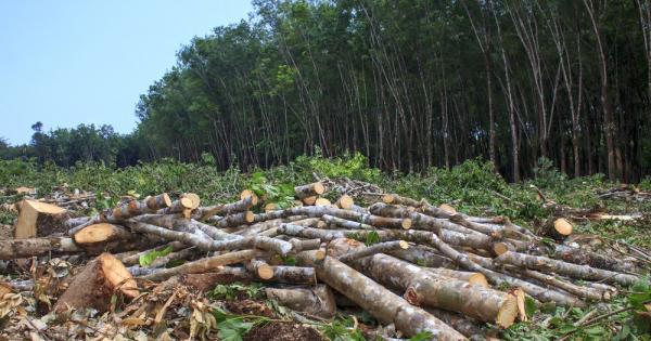 Обезлесяването води до намаляване на валежите в големи части в