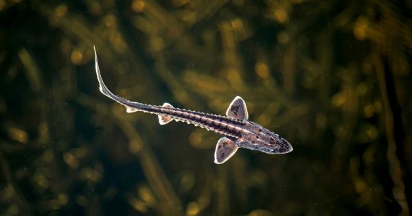 В долното течение на река Дунав на границата между България