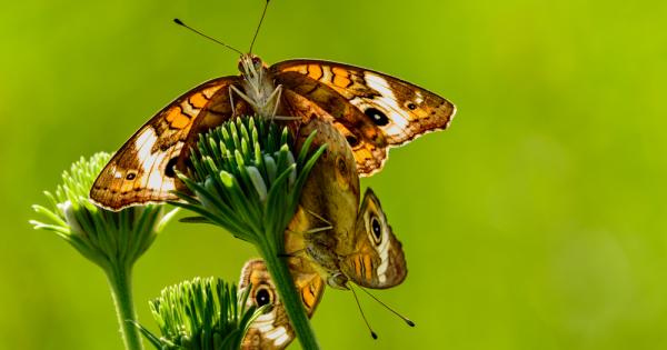 Насекомите са първите живи същества появили се на Земята преди