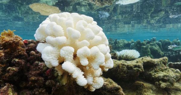 Коралите не могат достатъчно бързо да реагират на топлинния стрес