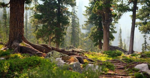 Тя гори полюшва се изяждана е от насекоми и настъпва